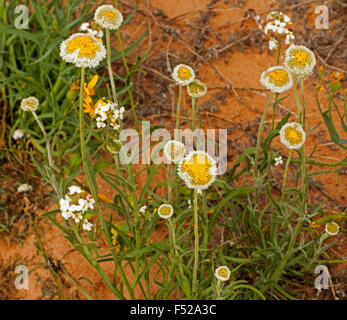 Cluster di giallo e bianco fiori e foglie di Polycalymma stuartii, Uovo affogato margherite crescendo in terra rossa di outback Australia Foto Stock