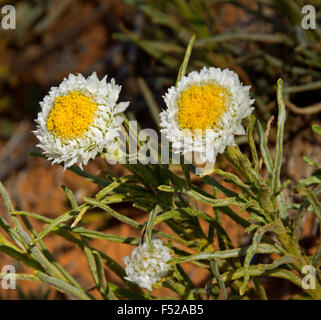 Due giallo e bianco fiori e foglie di Polycalymma stuartii, Uovo affogato margherite crescendo in outback Australia Foto Stock