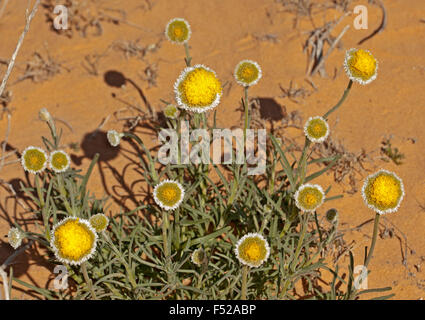 Cluster di giallo e bianco fiori e foglie di Polycalymma stuartii, Uovo affogato margherite crescendo in outback Australia Foto Stock