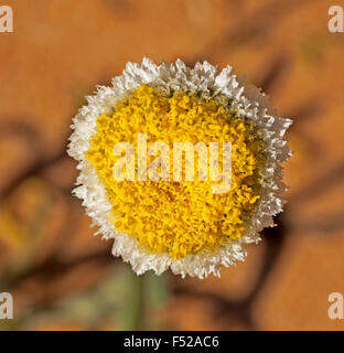 Unico giallo e bianco fiore di Polycalymma stuartii, Uovo affogato daisy crescendo in outback Australia Foto Stock