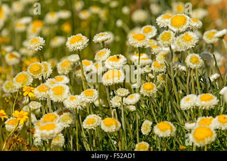 Cluster di grandi dimensioni di giallo e bianco fiori e foglie di Polycalymma stuartii, Uovo affogato margherite crescendo in outback Australia Foto Stock