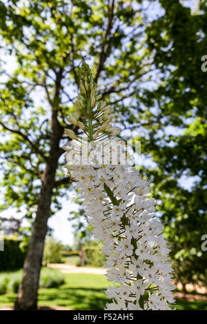 International Garden festival Chaumont sur Loire, Francia. Coda di volpe Lily Eremurus himalaicus deserto candela Himalayan estate fiore Foto Stock