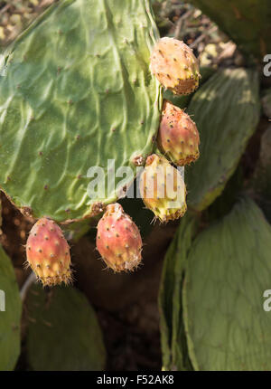 Fresco e salutare ficodindia frutti su una racchetta cactus. Di solito conosciuto anche come figura di frutta. Foto Stock