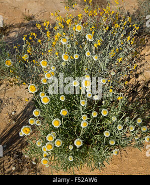 Cluster di grandi dimensioni di giallo e bianco fiori e foglie di Polycalymma stuartii, Uovo affogato margherite crescendo in outback Australia Foto Stock