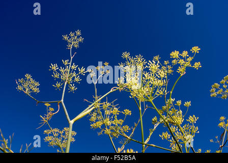 Fiore di finocchio con cielo blu Foto Stock