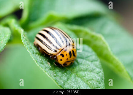 Potato Beetle (Leptinotarsa decemlineata) sulla pianta di patata Foto Stock