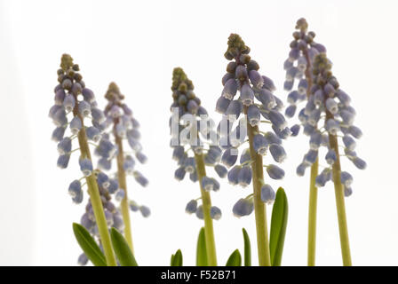 Amido Giacinto di uva (Muscari neglectum) blossoms ripresa macro close-up Foto Stock