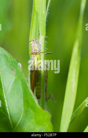 Prato Grasshopper (Chorthippus parallelus) su gras Germania Europa Foto Stock