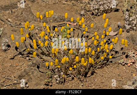 Cluster di giallo dorato dei fiori di Pycnosorus pleiocephalus, Soft Billy pulsanti, crescendo in outback Australia Foto Stock