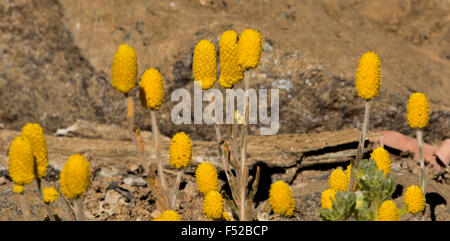 Cluster di giallo dorato dei fiori di Pycnosorus pleiocephalus, Soft Billy pulsanti, crescendo in outback Australia Foto Stock