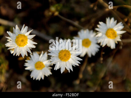 Grappolo di fiori bianchi con centri di colore giallo di Rhodanthe floribunda syn Helipterum floribunda, carta margherite su sfondo scuro in outback Australia Foto Stock