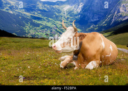 Cornuto mucca svizzera seduta nel prato con fiori in alto pascolo alpino affacciato sul villaggio di Grindelwald Berner Oberland Bernese S Foto Stock