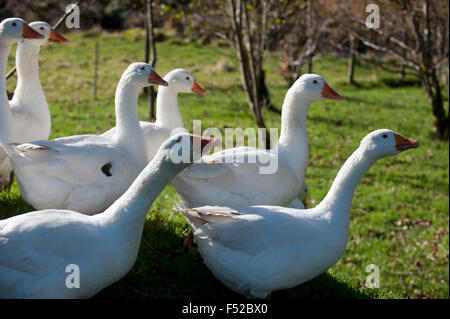 Oche (Anser anser domestica) Devon England Europa Foto Stock