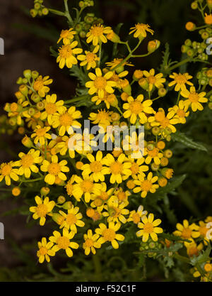 Cluster di vividi fiori gialli di Senecio magnifico, fiori selvaggi contro uno sfondo scuro in outback Australia Foto Stock