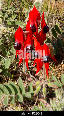 Cluster di vividi fiori rossi, foglie e germogli di Sturt il deserto della pea Swainsona formosa in Flinders Ranges in outback Australia Foto Stock