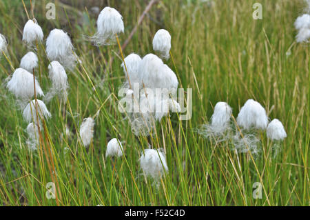 Erba di cotone sulla penisola di Taimyr. Tundra vegetazione in estate sull'altopiano Putorana. Foto Stock