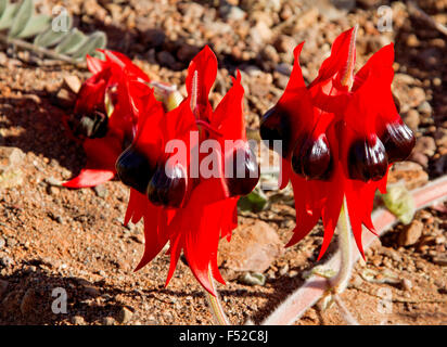 Cluster di vividi fiori rossi di Sturt il deserto della pea Swainsona formosa in Flinders Ranges in outback Australia Foto Stock