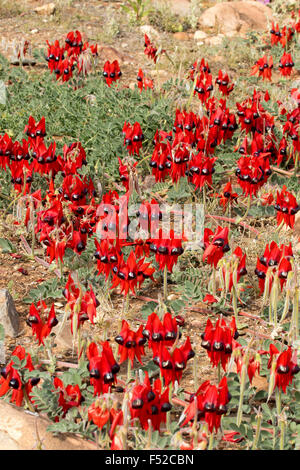 Cluster di grandi dimensioni di vividi fiori rossi & Foglie di Sturt il deserto della pea Swainsona formosa in Flinders Ranges in outback Australia Foto Stock