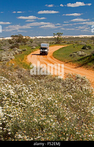 Land Rover motorhome rosso su strada sterrata orlati con fiori selvatici, Olearia pimeleiodes, bianche margherite nell'outback australiano. Foto Stock