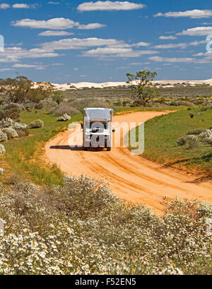 Land Rover motorhome rosso su strada sterrata orlati con fiori selvatici, Olearia pimeleiodes, bianche margherite nell'outback australiano. Foto Stock