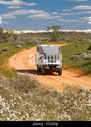 Land Rover motorhome rosso su strada sterrata orlati con fiori selvatici, Olearia pimeleiodes, bianche margherite nell'outback australiano. Foto Stock