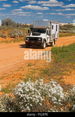 Land Rover motorhome rosso su strada sterrata orlati con fiori selvatici, Olearia pimeleiodes, bianche margherite nell'outback australiano. Foto Stock