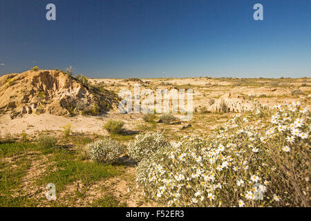 Outback australiano paesaggio con gravemente erosi suolo sulla Grande Muraglia della Cina & fiori selvatici a Mungo National Park in NSW Foto Stock