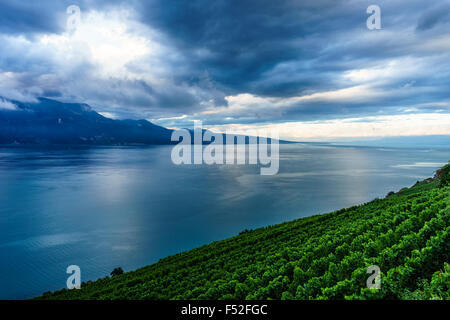 I vigneti di Lavaux, un sito Patrimonio Mondiale dell'UNESCO. Il lago di Ginevra, Svizzera. Foto Stock