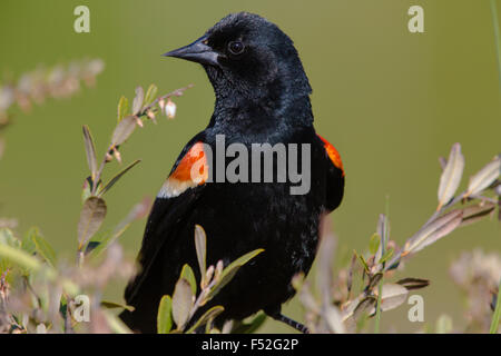 Rosso-winged blackbird - maschio Foto Stock