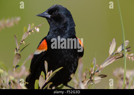 Rosso-winged blackbird - maschio Foto Stock