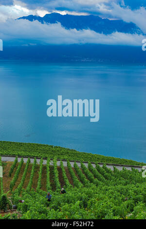 Visualizzazione verticale dei vigneti di Lavaux e sul Lago di Ginevra. Il lago di Ginevra, Svizzera. Foto Stock