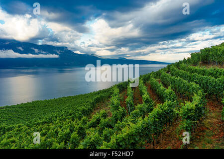 I vigneti di Lavaux, un sito Patrimonio Mondiale dell'UNESCO. Il lago di Ginevra, Svizzera. Foto Stock