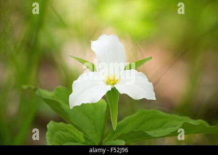 A FIORE GRANDE trillium Foto Stock