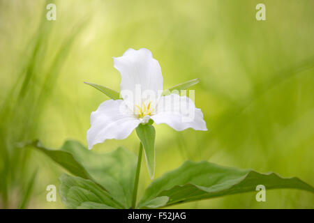 A FIORE GRANDE trillium Foto Stock