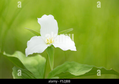 A FIORE GRANDE trillium Foto Stock