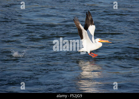 Pelican Bianco Americano (Pelecanus erythrorhynchos) che parte dal fiume Saskatchewan Sud Foto Stock