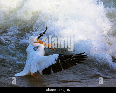 Americano bianco Pellicano (Pelecanus erythrorhynchos) Pesca a valle dallo sbarramento del Fiume Saskatchewan Foto Stock