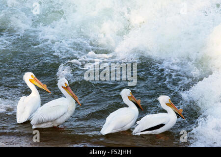 Americano bianco pellicani (Pelecanus erythrorhynchos) attesa per il pesce a valle dallo sbarramento del Fiume Saskatchewan Foto Stock