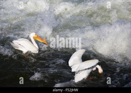 Americano bianco pellicani (Pelecanus erythrorhynchos) Pesca a valle dallo sbarramento del Fiume Saskatchewan Foto Stock