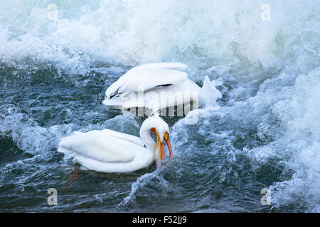 Americano bianco pellicani (Pelecanus erythrorhynchos) Pesca a valle dallo sbarramento del Fiume Saskatchewan Foto Stock