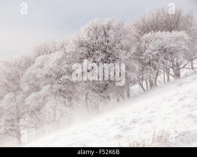 Neve fresca sui boschi, Rushup Edge nel Derbyshire Peak District Foto Stock