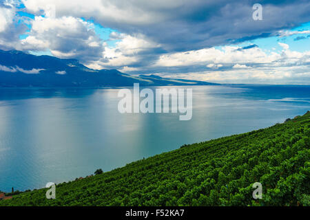 Lakeside vigneti di Lavaux, un sito Patrimonio Mondiale dell'UNESCO. Il lago di Ginevra, Svizzera. Foto Stock