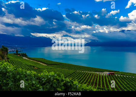 Che domina i vigneti a Lavaux, un sito Patrimonio Mondiale dell'UNESCO. Il lago di Ginevra, Svizzera. Foto Stock