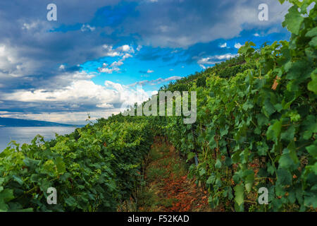 Nel vigneto di Lavaux, un sito Patrimonio Mondiale dell'UNESCO. Il lago di Ginevra, Svizzera. Foto Stock