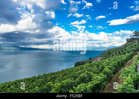 Nel vigneto di Lavaux, un sito Patrimonio Mondiale dell'UNESCO. Il lago di Ginevra, Svizzera. Foto Stock