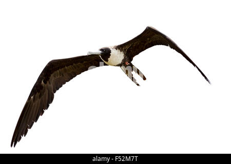 Fregata femmina uccello in volo isolato su bianco Foto Stock