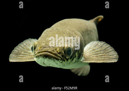 Colpo alla testa di Arapaima Gigas Leptosoma subacquea Acquario Studio Shot Foto Stock