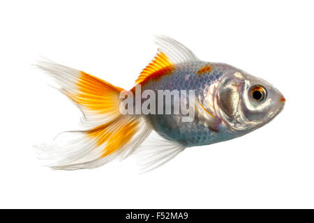 Coda doppia Goldfish Foto Stock