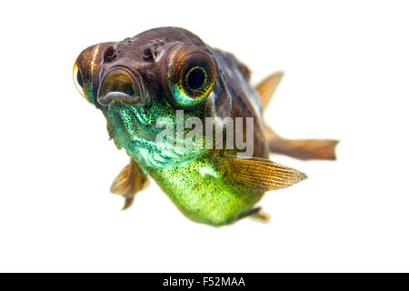 Telescopio Goldfish RFI Foto Stock