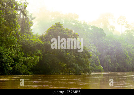 La mattina presto prima luci in Amazzonia giungla primaria Foto Stock